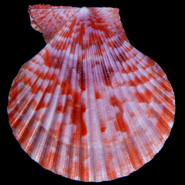 Mimachlamys Gloriosa