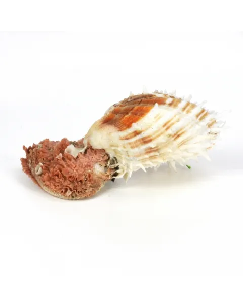 Spondylus Squamosus