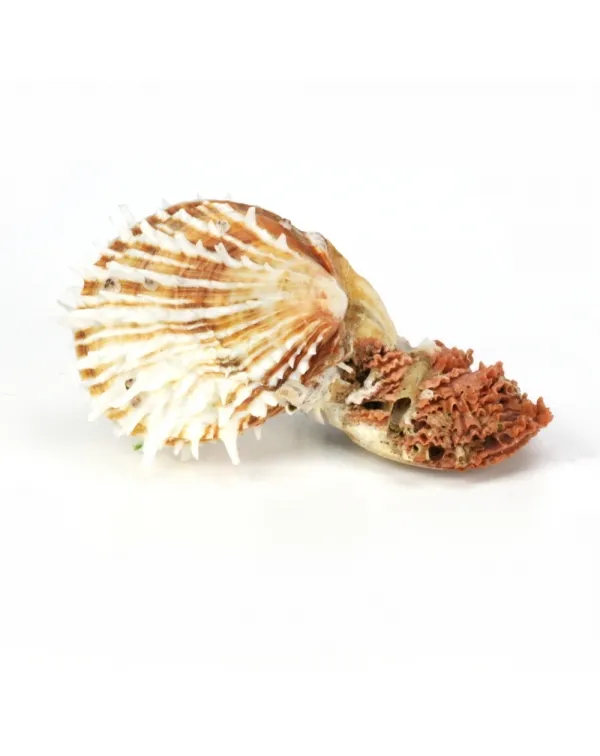 Spondylus Squamosus