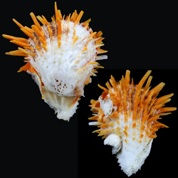 Spondylus Butleri