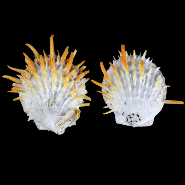 Spondylus Butleri