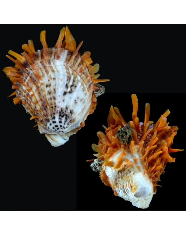 Spondylus Butleri