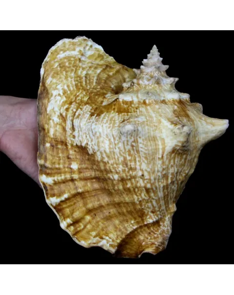 Aliger Gigas