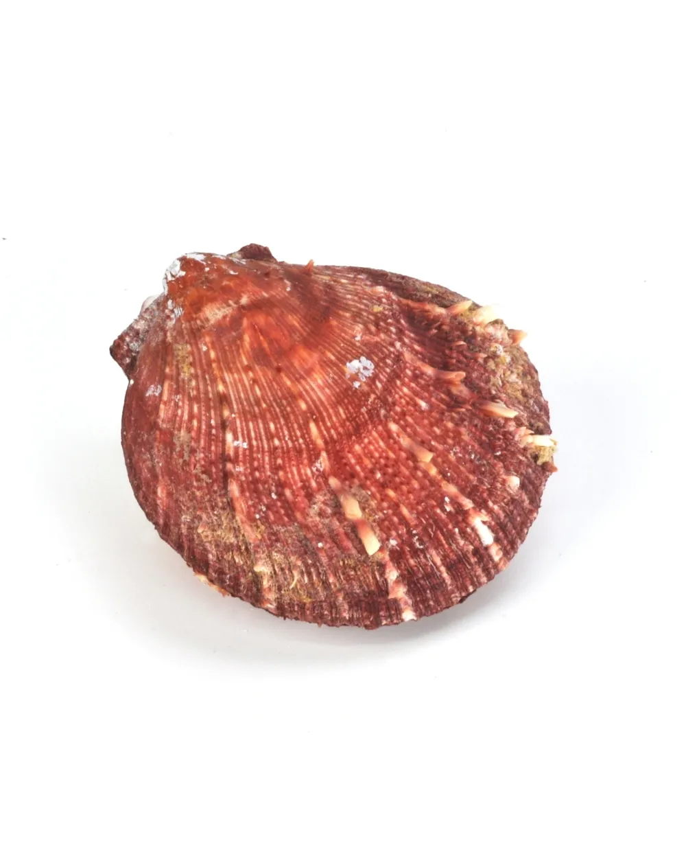 Spondylus Tenuis