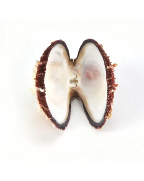Spondylus Tenuis