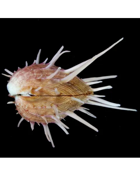 Spondylus Regius