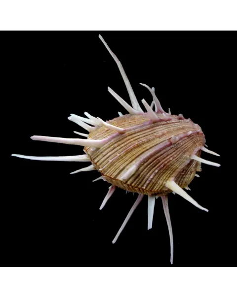 Spondylus Regius
