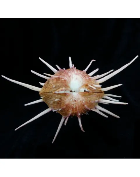 Spondylus Regius