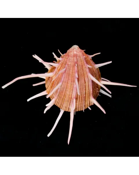 Spondylus Regius