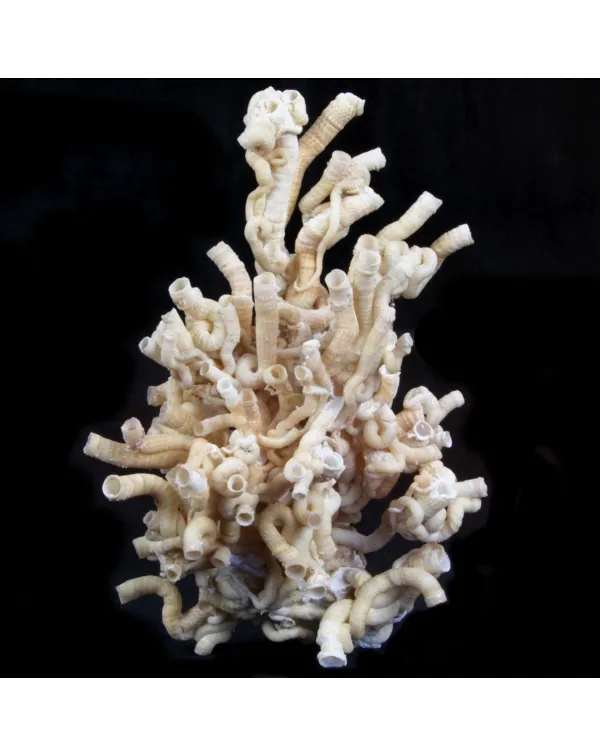 Serpulorbis Roussaei