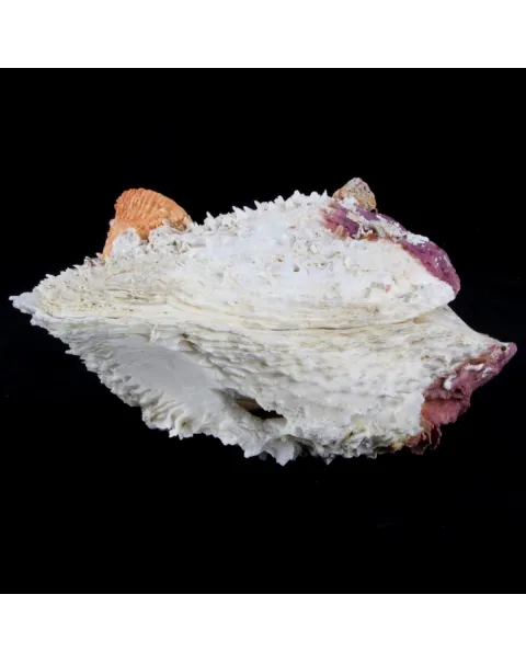 Spondylus Varius XL
