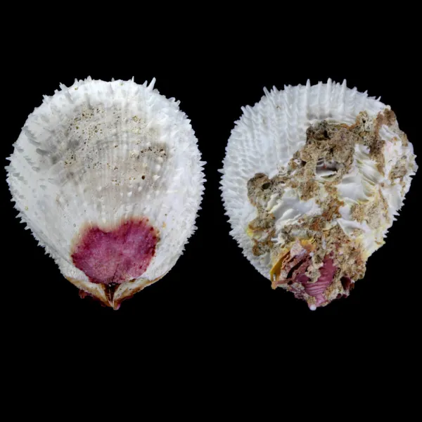 Spondylus Varius XL