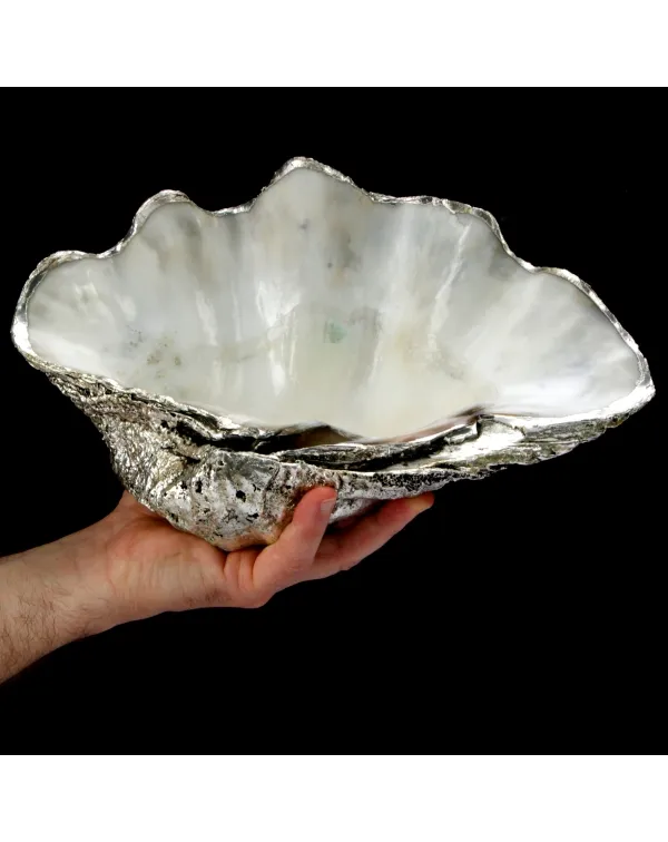 Tridacna Derasa