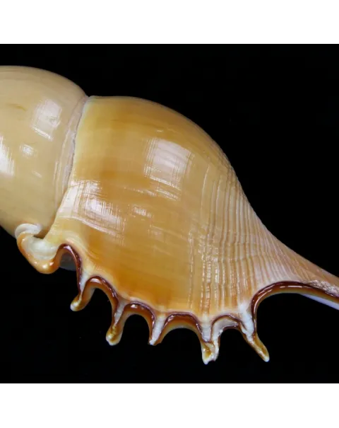 Tibia Fusus
