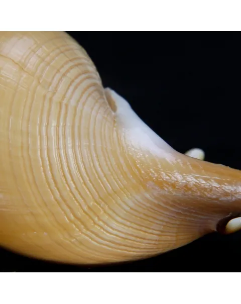 Tibia Fusus