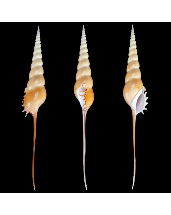 Tibia Fusus