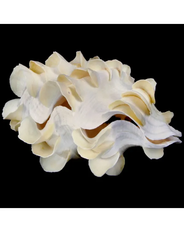 Tridacna Squamosa
