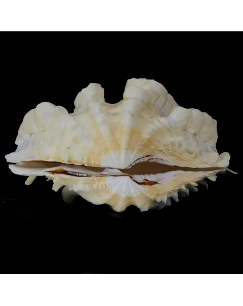Tridacna Squamosa