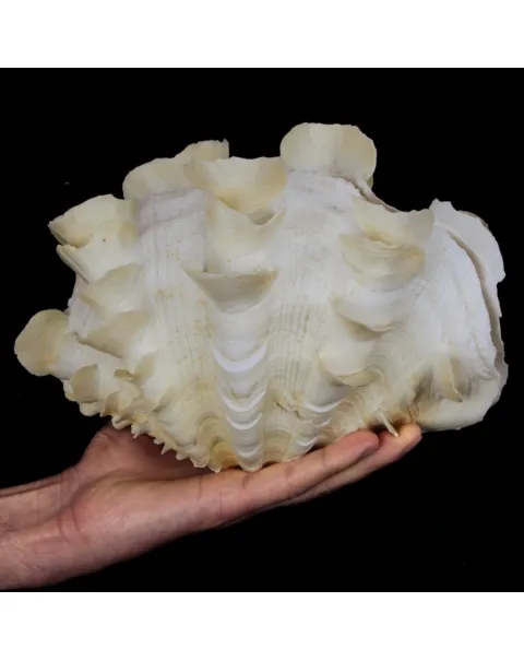 Tridacna Squamosa