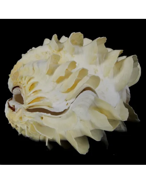 Tridacna Squamosa