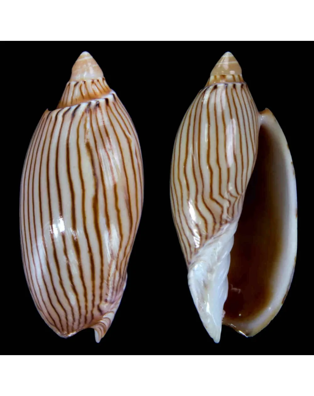 Amoria Jamrachii