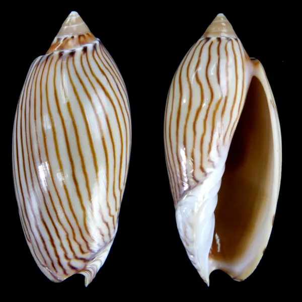 Amoria Jamrachii
