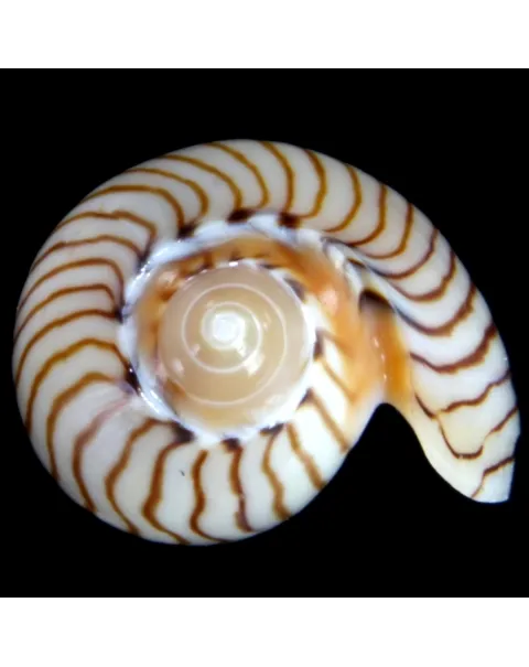 Amoria Jamrachii