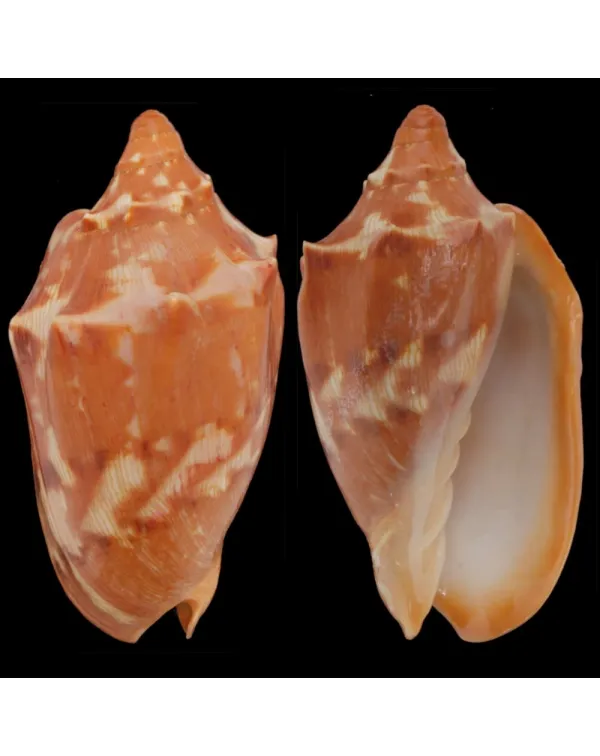 Cymbiola Aulica
