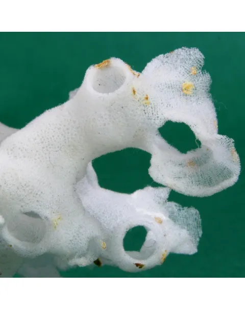 Xenophora Pallidula con Corallo