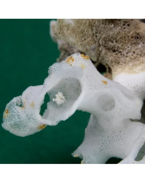 Xenophora Pallidula con Corallo