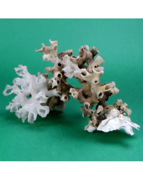 Xenophora Pallidula con Corallo