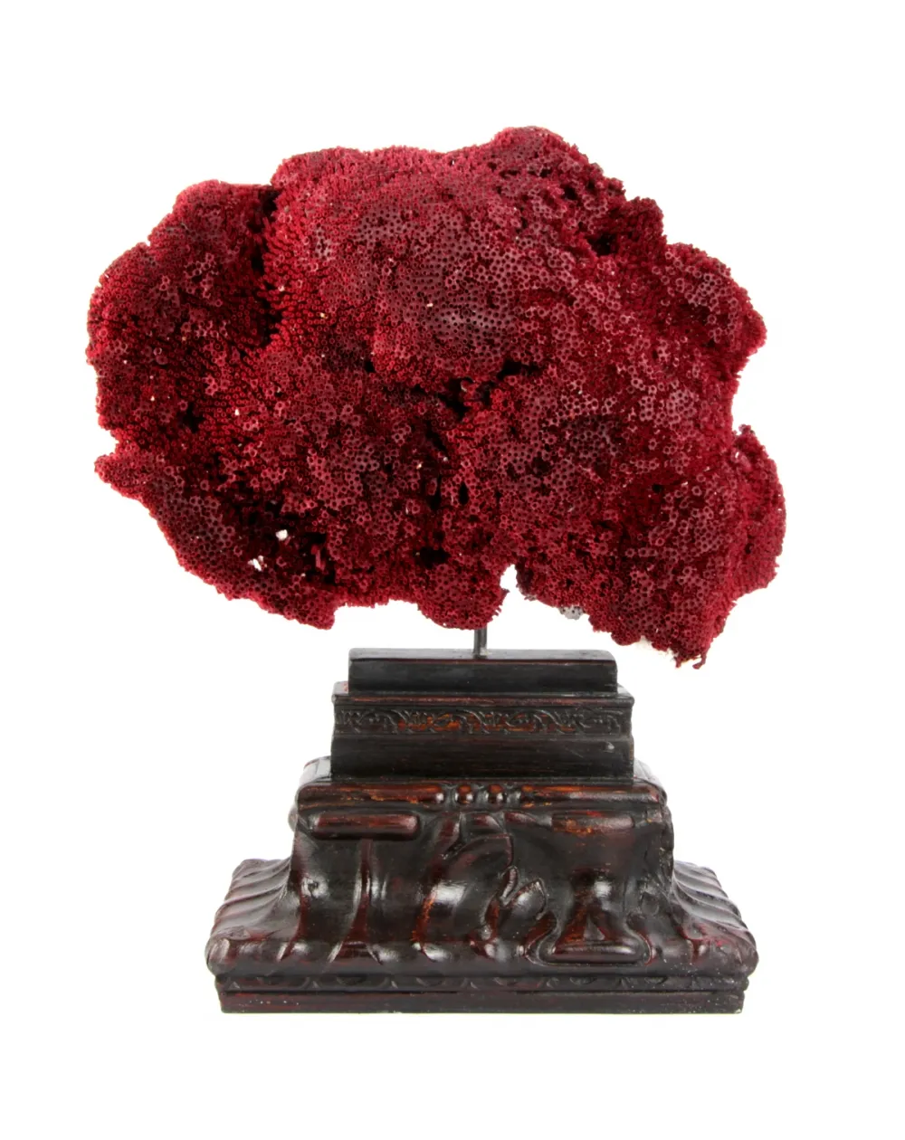 Tubipora Musica