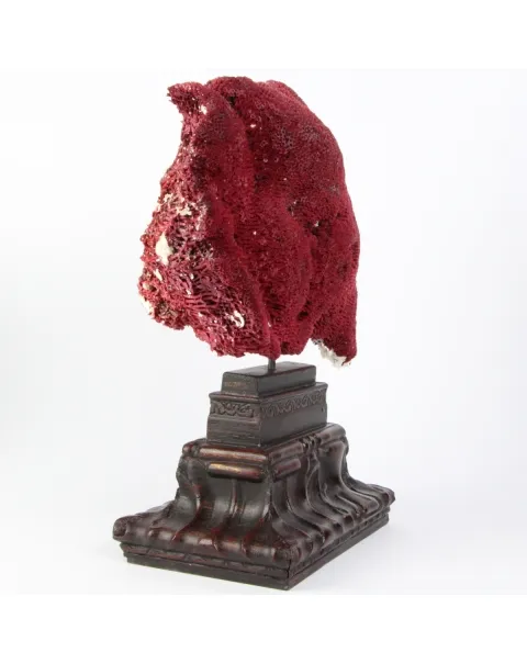 Tubipora Musica