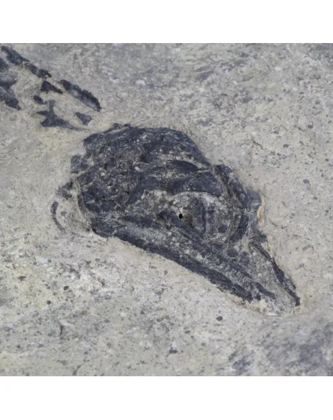 Claudiosaurus Germaini