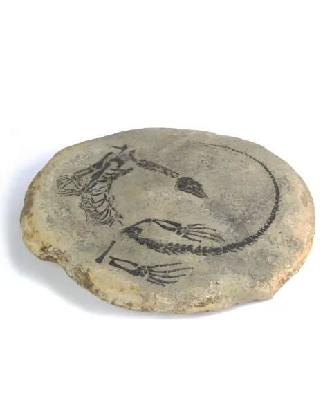 Claudiosaurus Germaini