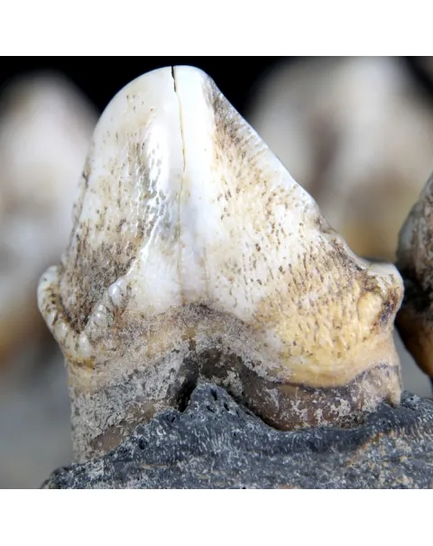Teschio Fossile di Ippopotamo Lemerlei  