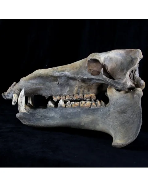 Teschio Fossile di Ippopotamo Lemerlei  