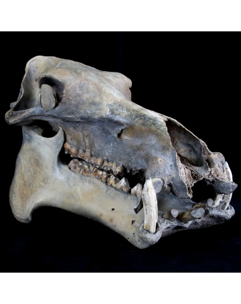 Teschio Fossile di Ippopotamo Lemerlei  