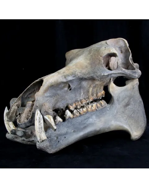 Teschio Fossile di Ippopotamo Lemerlei  
