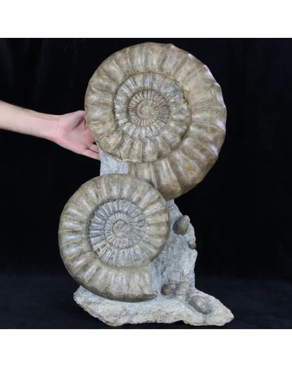 Ammoniti Arietites Bucklandi