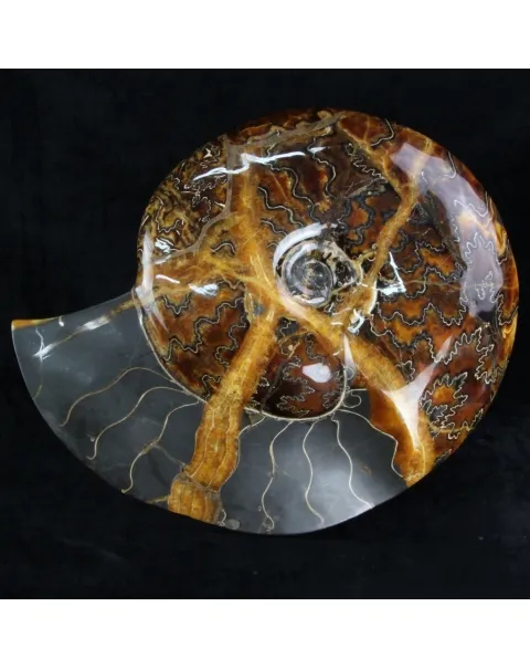 Ammonite Craspedodiscus Discofalcatus