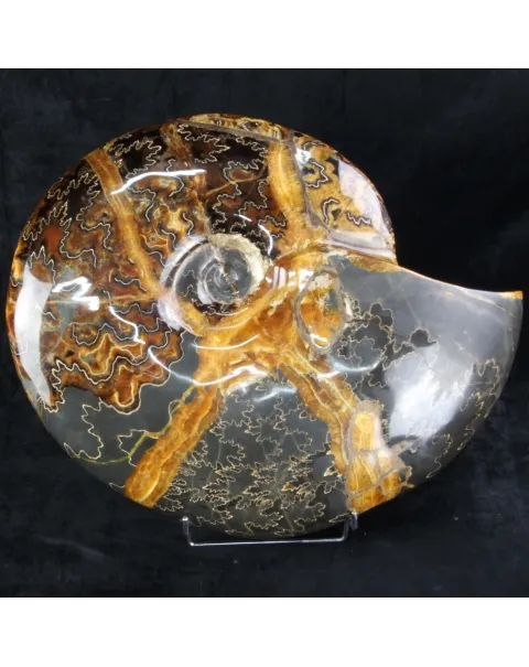 Ammonite Craspedodiscus Discofalcatus