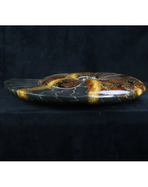 Ammonite Craspedodiscus Discofalcatus