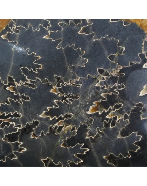 Ammonite Craspedodiscus Discofalcatus