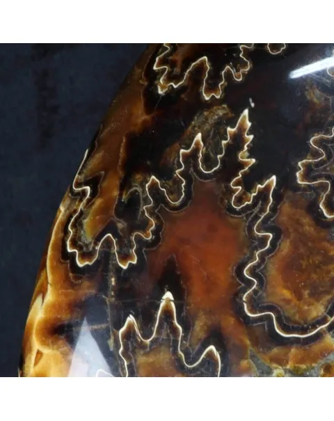 Ammonite Craspedodiscus Discofalcatus
