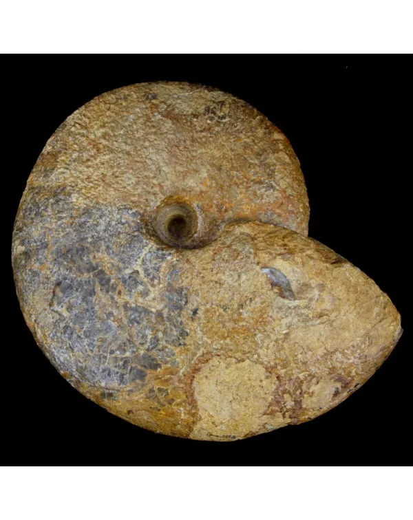 Macrocephalites Ammonite