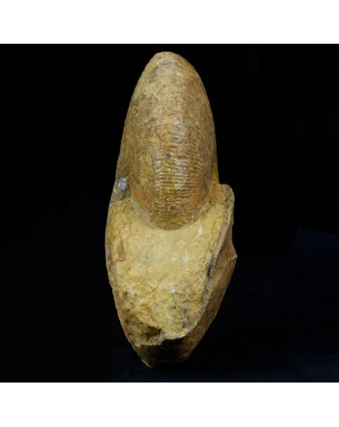 Macrocephalites Ammonite