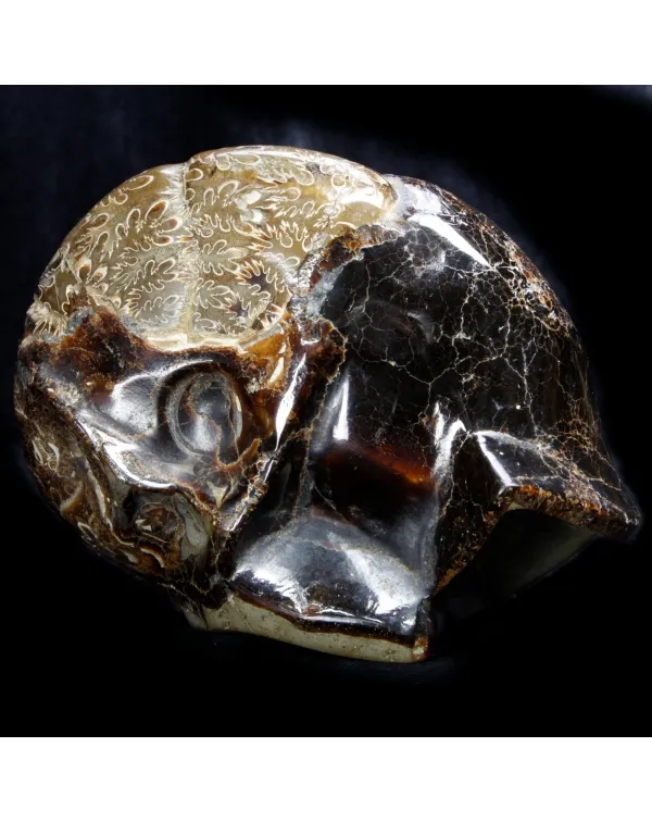 Ammonite Cleoniceras su Septaria