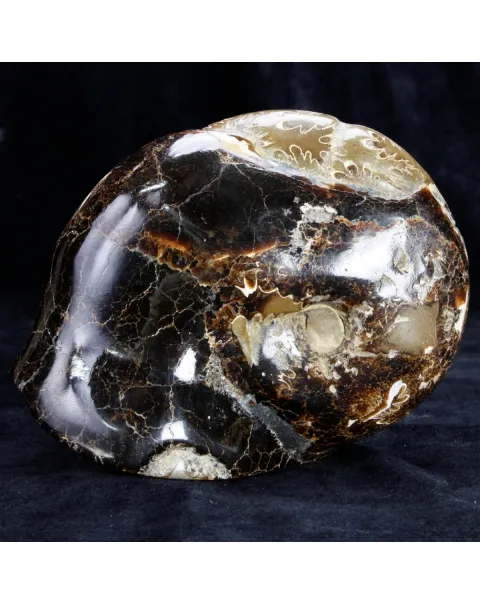 Ammonite Cleoniceras su Septaria