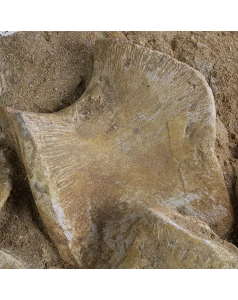 Mosasaurus 